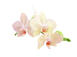 Orchid sprig with pink flowers and buds isolated on a white background.
