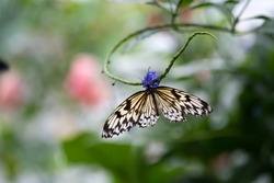 Colorful butterfly with open wings on a purple flower. blurred bokeh background. Copy space. Selective focus