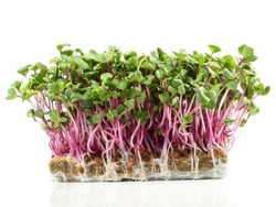 Grean Purple Shiso Cress  on white Background, Isolated.