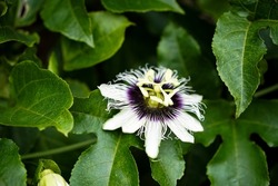 Passion fruit flower blooming on the tree