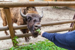 Zoo visitor feeds buffalo green, zoo, Kyiv, Ukraine
