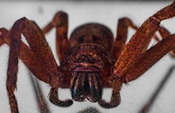 Macro photography of a large Huntsman Spider Sydney Australia