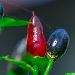 closeup of a red Red Chilli on a green stem 