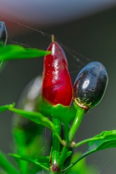 closeup of a red Red Chilli on a green stem 
