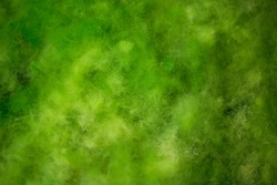Seaweed in the swamp. Background and surface texture of Algae are a diverse group. Sea algae or Green moss stuck. Close-up green algae background. Rocks covered with green seaweed in ocean water.