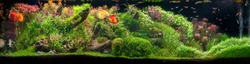 The view of freshwater aquarium with tropical fishes, discus (symphysodon) multi colored (cichlids) with aquatic plants, fish native to amazon river basin
