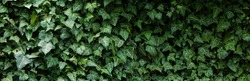 Wall of green ivy plant leaf for nature background with copy space for your text.