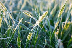 Winter crops, wheat damaged by early spring frosts, frozen plants in the meadow at sunrise, germinated grain in agricultural fields covered with hoarfrost, sowing wheat campaign in the spring.
