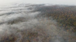 Dense colorful forest covered with fog, aerial view of the beautiful natural landscape of dense forest