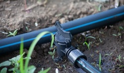 A pipe with a faucet on a drip tape. A system for drip irrigation of plants in the garden
