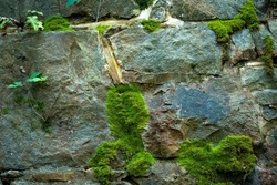 Macro shot of moss growing on ancient stone wall.