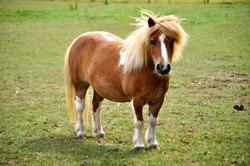 Miniature Pony in Field