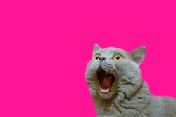 A lilac British cat looking up. The cat opened his mouth with a mad look. The concept of an animal that is surprised or amazed. The figure of a cat on an isolated background of Plastic Pink color.