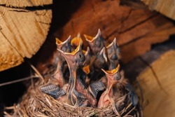 Thrush nest. Bird's nest in the woodshed. Newborn chicks blackbird. Hungry chicks look up and open their beaks and cry.