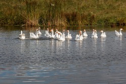many white domestic geese swim in a small pond