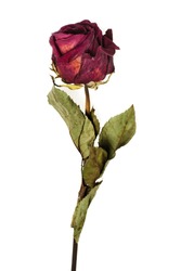 faded rose isolated on white background