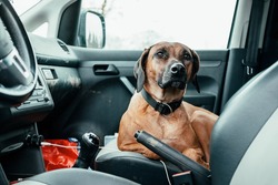 A purebred rhodesian ridgeback dog on the passenger seat of a dirty car. A sign for dog friendly usage of the vehicle. Car should be cleaned or given to maintenance. Orange and grey.