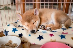 Blurred portrait of cute Shiba Inu dog puppy sleeping on fabric in pet cage indoor at home.