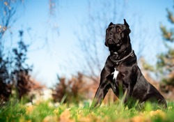 A black Cane Corso dog sits sideways on a background of blurred colored trees. The dog has ten months to look away. Blurred autumn photo