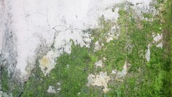 Mossy abstract background, mossy asphalt with clay plants around in Indonesia