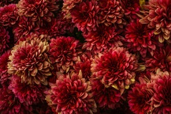Close up of dahlia flowers processed to get a dark red and yellow moody effect. Texture, patterns.