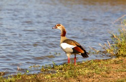 Egyptian goose (Alopochen aegyptiaca),  in the water, Kruger National Park, South Africa.