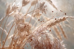 dried wild carrot flowers together with dried grass and spikelets beige on a blurred background