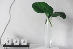 a glass vase with two green leaves of the Hosta plant stands on a table next to a black candlestick on a stand against a white wall