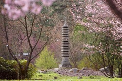 Stone 13-tiered pagoda in the Main Botanical Garden of the Russian Academy of Sciences. Japanese garden with pink flowers. spring nature. Picturesque landscape with blooming cherry trees