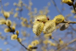 Willow (Salix caprea) branch with coats, fluffy willow flowers. Easter. Palm Sunday. Goat Willow (Salix caprea) in park, Willow (Salix caprea) branches with buds blossoming