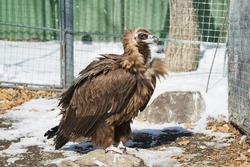 Cinereous vulture or Aegypius monachus is large raptor in family Accipitridae and distributed through much of temperate Eurasia. Black vulture, monk vulture or Eurasian black vulture.