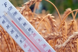 The thermometer is located in a wheat field.Summer,drought.High air temperature.Heat.Meteorology, agro-industrial complex.Global warming and climate change.Ears of wheat and grain with a thermometer