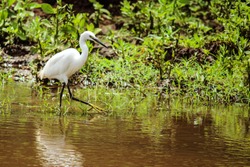 A white bird searching for food in the swamps of the Lake Manyara 