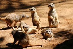 Funny meerkat family, animal group.