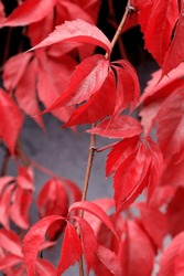 Climbing plant Virginia creeper, branch with red leaves in autumn, beauty of nature.