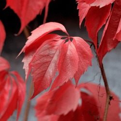 Climbing plant Virginia creeper, branch with red leaves in autumn, beauty of nature.