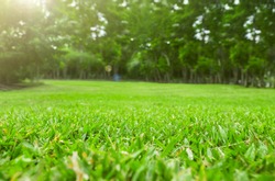Close up green grass field with blur park background
