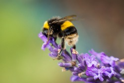 Bumblebee feeding from a lavender