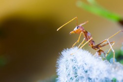 Macro of Green tree ant, Green tree ant Macro, Macro Ants, Oecophylla smaragdina, Oecophylla, 
Small ant, Beautiful ants, Cute ant, Green background
