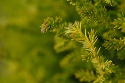 extreme close up fresh green sedum lineare with blur background
