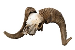 Skull of a ram. The head of a dead animal. Profile skull. Artiodactyl. Big twisted horns. Desert land. Mountain sheep. Side view. Altai. Isolated white background.