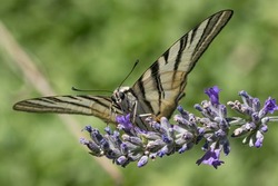  with outss spread wings on lavender flowers 