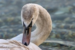  Head of a young white swan 