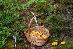 Basket full of freshly picked golden chanterelle mushrooms next to wild chanterelles in the forest. Photo taken in Sweden