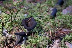 Two edible black trumpet mushrooms (Craterellus cornucopioides) in the moss in the forest. This wild mushroom is also known as black chanterelle or horn of plenty. Photo taken in Sweden.