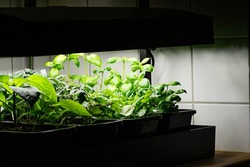 Growing vegetables indoors with grow lights. Fresh basil, lettuce, and tomato plants growing indoors in pots under grow lights. Concept of indoor vegetable garden.