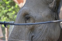 Close-up of the sad look of a caged elephant