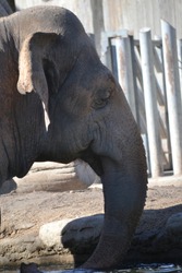 Portrait of a sad elephant caged in a zoo