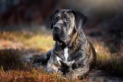 Portrait of a Presa Canario purebred dog 