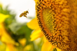Honey Bee pollinating sunflower.Sunflower field in background. Selective focus.
